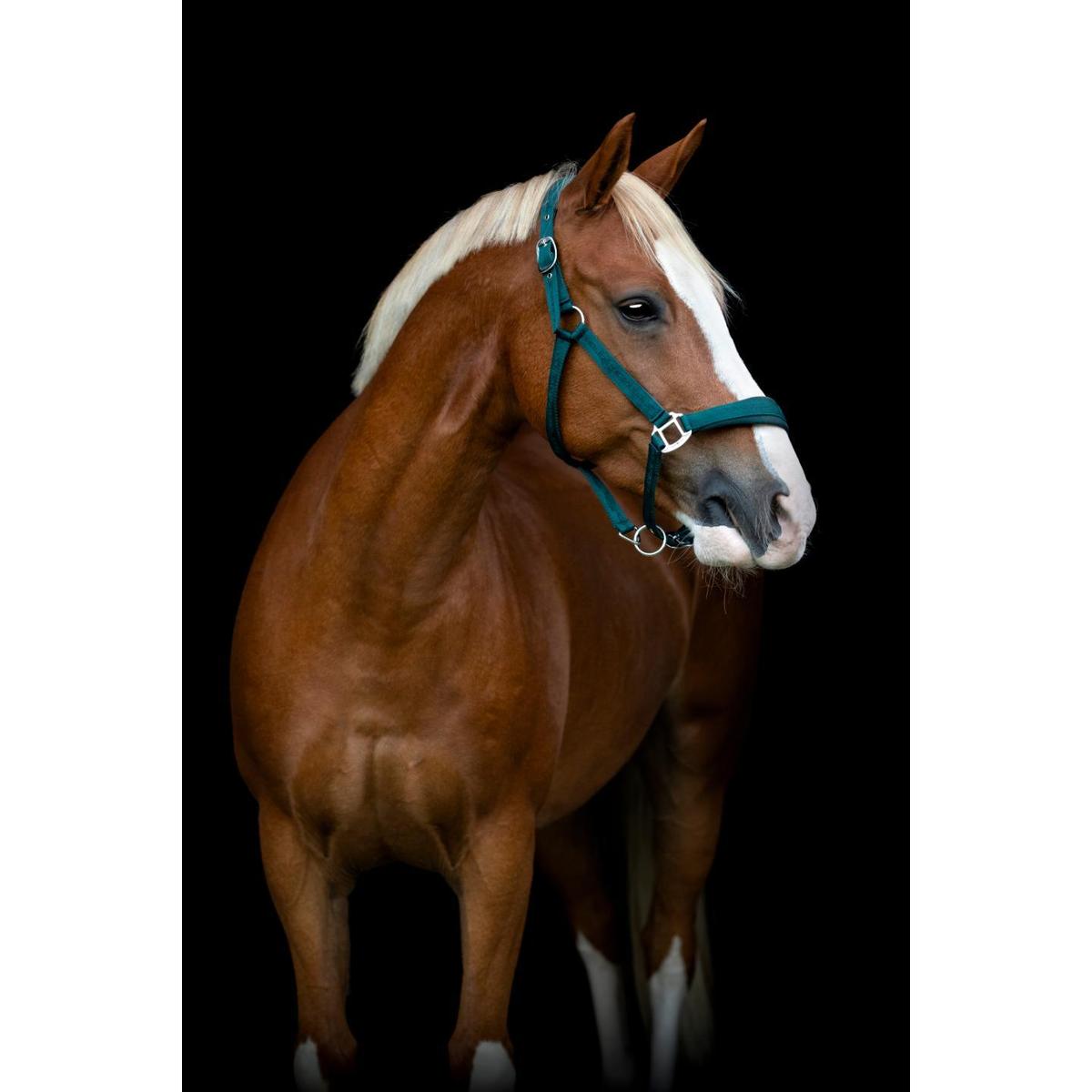 product/h/o/horseguard_50439300117_ponderosa-pine_5.jpg