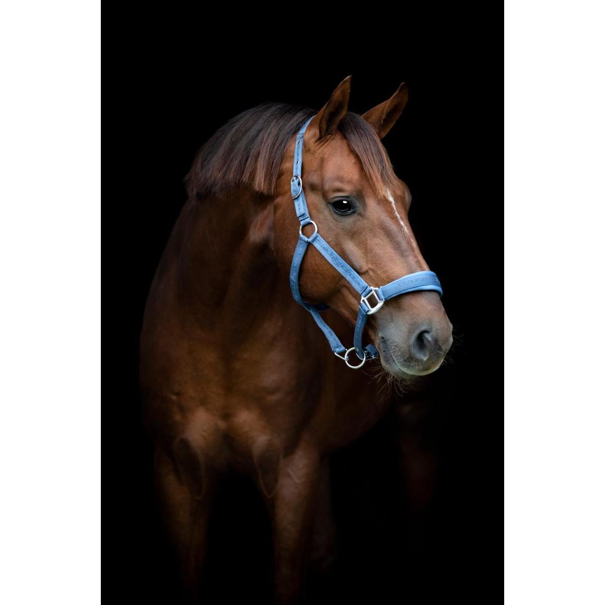 product/h/o/horseguard_50439300121_dutch-blue_4.jpg