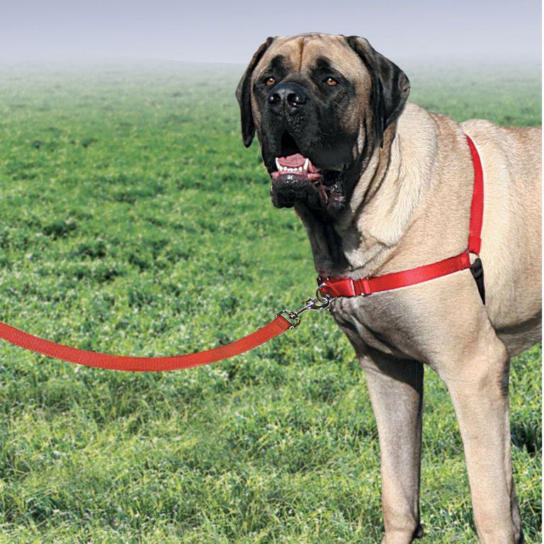 product/p/e/petsafe_cy3117_4.jpg