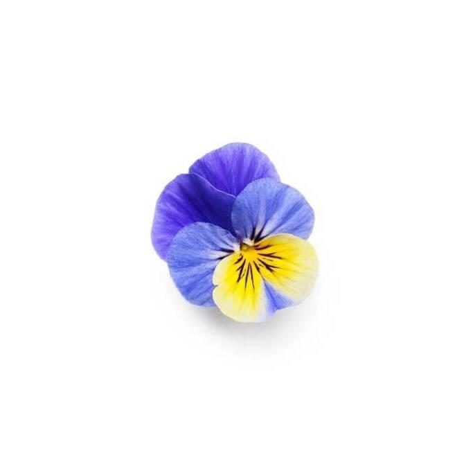 product/b/i/bioponis_bio30123g_violet_2.jpg