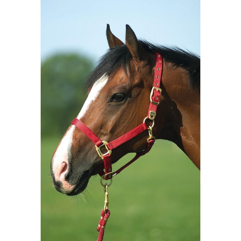 product/e/q/equitheme_510099003_2.jpg