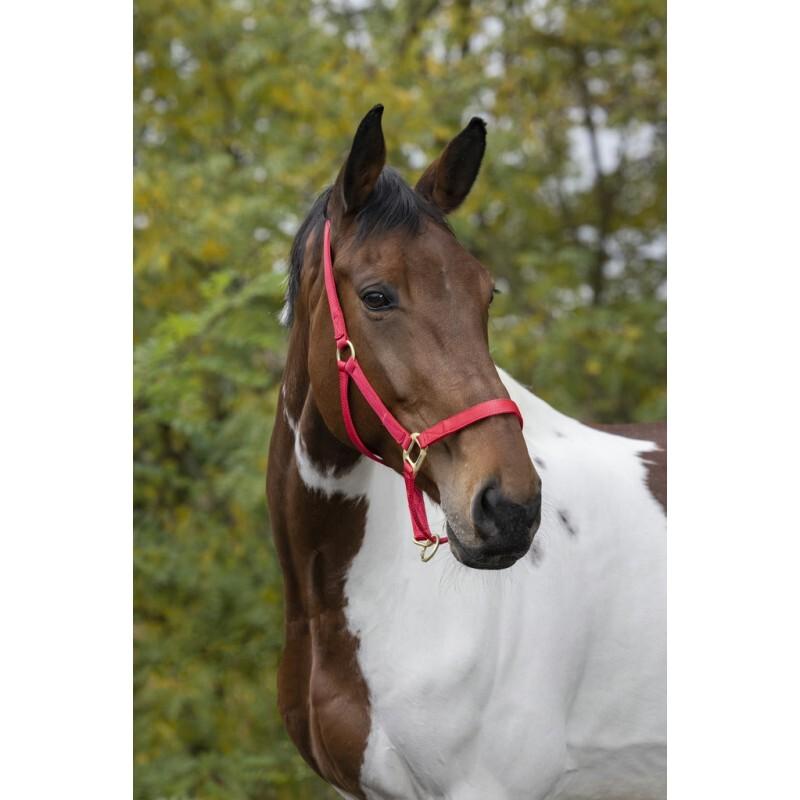 product/e/q/equitheme_510099003_3.jpg