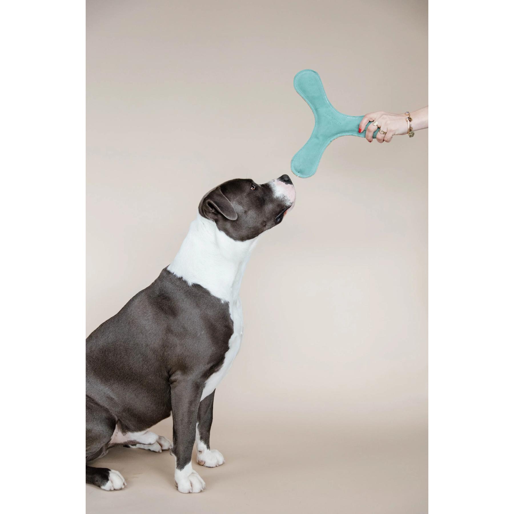 product/k/e/kentucky-dogwear_52503-71_0.jpg