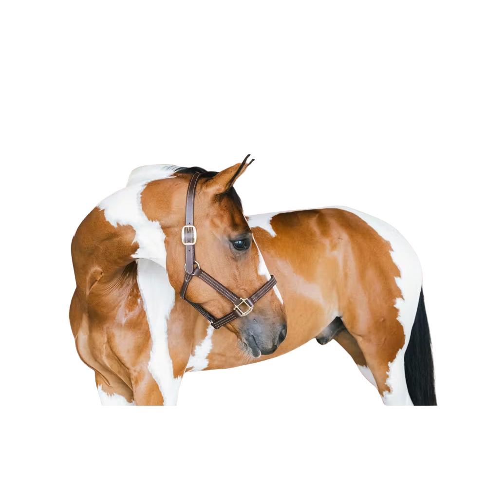 product/k/e/kentucky_42507-05-f_brun_1.jpg