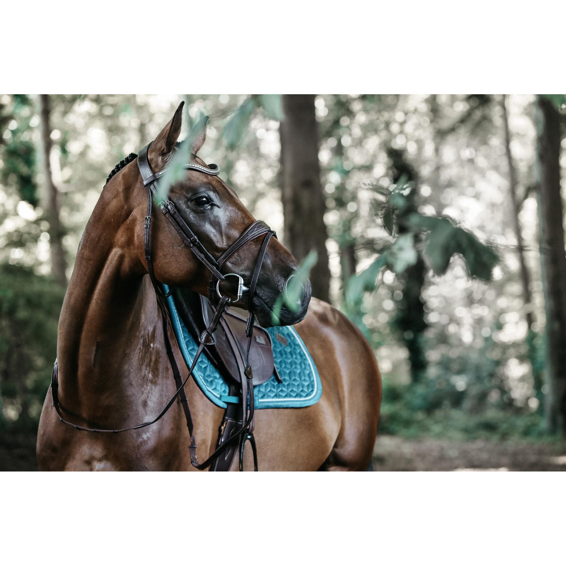 product/k/e/kentucky_42579-71-sj-cob_8.jpg