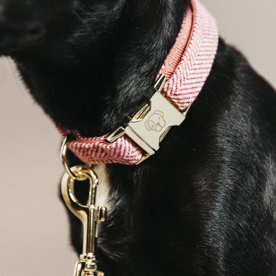 product/k/e/kentucky_42632-10-l_rose_3.jpg