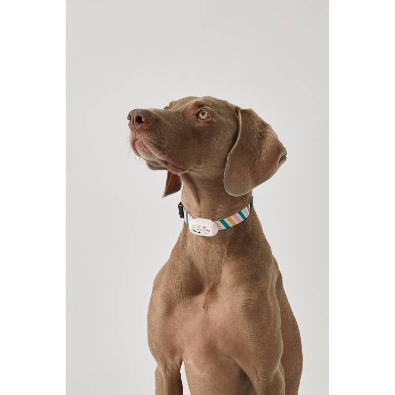 product/p/e/petkit_7587_1.jpg