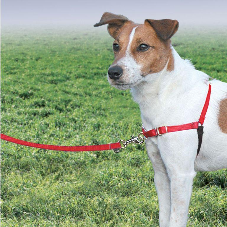 product/p/e/petsafe_cy3117_1.jpg