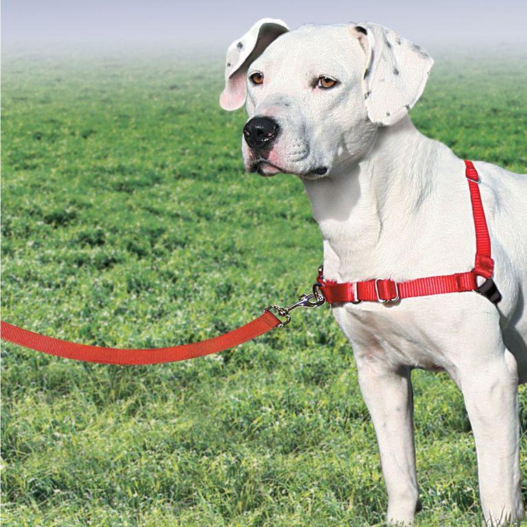 product/p/e/petsafe_cy3117_2.jpg