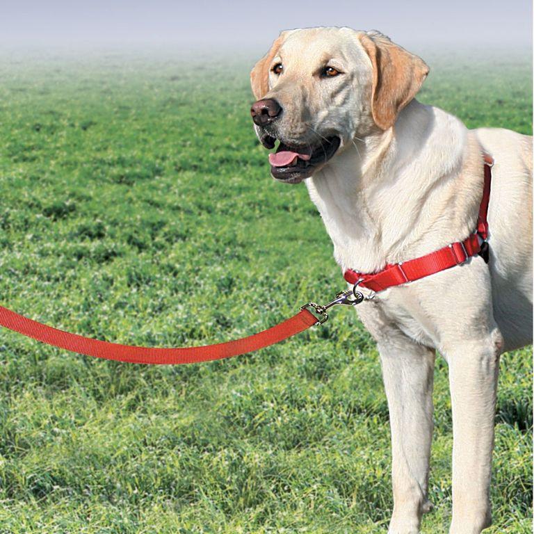 product/p/e/petsafe_cy3117_3.jpg