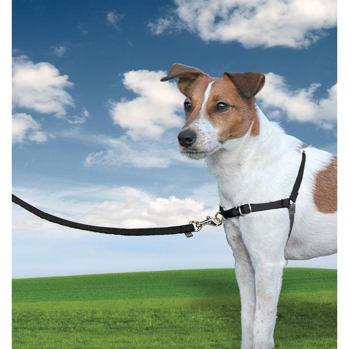 product/p/e/petsafe_cy3335_1.jpg