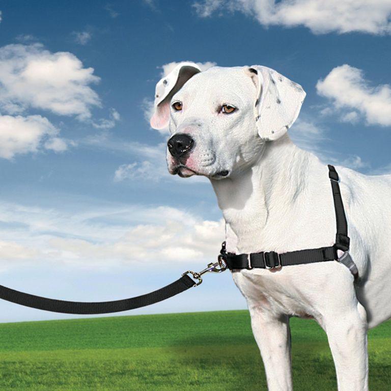 product/p/e/petsafe_cy3335_2.jpg