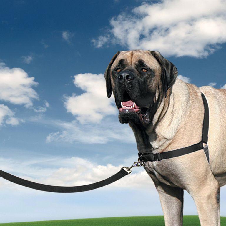 product/p/e/petsafe_cy3335_3.jpg