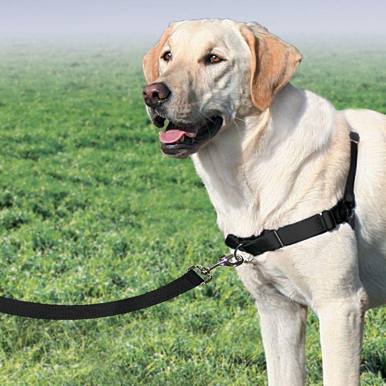 product/p/e/petsafe_cy3335_4.jpg