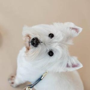 Chien