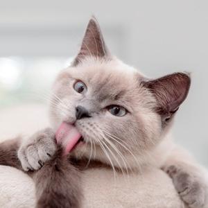 Chat