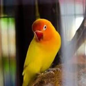 Oiseaux
