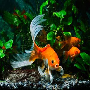 Poissons