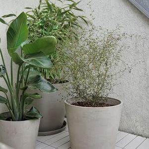 Graines et pots