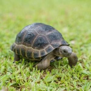 Reptiles