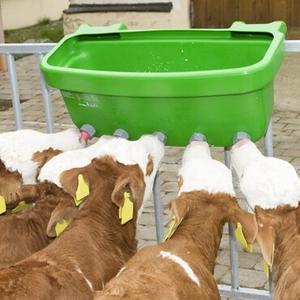 Alimentation des veaux