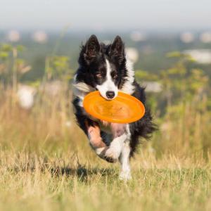 Frisbees