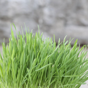 Herbe à chat