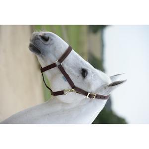 41250-06-licol-pour-cheval-bucas-dublin-brown-brown