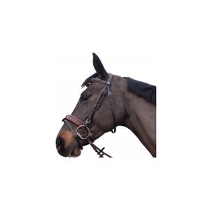 111130-noir-bridons-equitation-canter-alme-noir