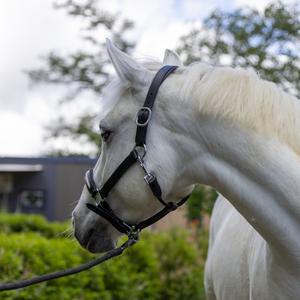 119517-marron-light-gold-licol-pour-cheval-canter-mylord-marron-light-gold
