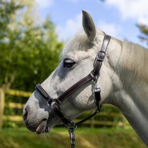 product/c/a/canter_119517-marron_vert_marron-vert_1.jpg