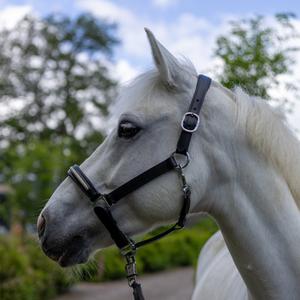 119517-noir-light-gold-licol-pour-cheval-canter-mylord-noir-light-gold