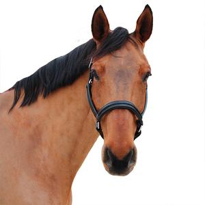 119517-noir-noir-licol-pour-cheval-canter-mylord-noir-noir