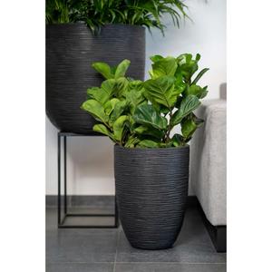product/c/a/capi_424235_noir_4.jpg