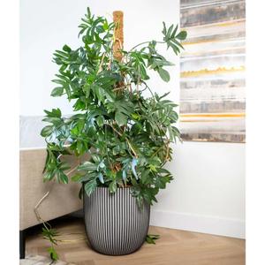 product/c/a/capi_445493_anthracite_5.jpg