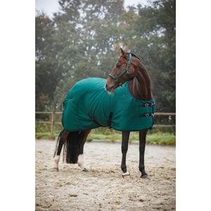 product/c/a/catago_80049250117_ponderosa-pine_4.jpg