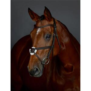 1025195003-bridon-equitation-de-quiscale-rembourree-collegiate-comfitec-opulux-dark-brown