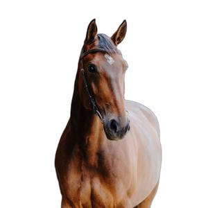 301804318-bridon-equitation-anatomique-norton-freedom-havane-cheval