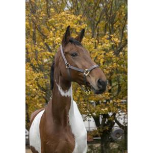 510099004-licol-pour-cheval-equitheme-nylon-brun