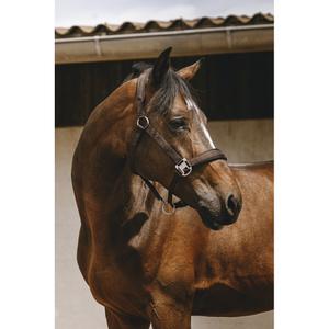 product/e/q/equitheme_510259104_marron_3.jpg