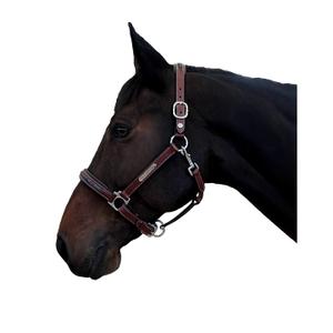 179528-marron-licol-pour-cheval-flags-cup-aachen-marron