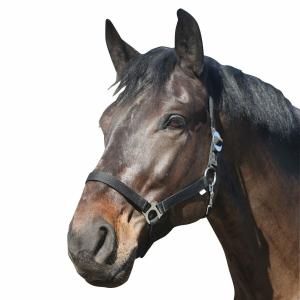 41211001-licol-pour-cheval-en-nylon-horseguard-black