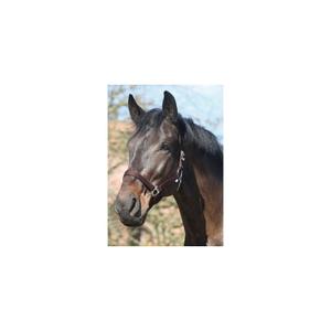 41211002-licol-pour-cheval-en-nylon-horseguard-brown