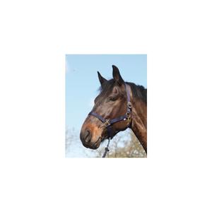 41211014-licol-pour-cheval-en-nylon-horseguard-navy