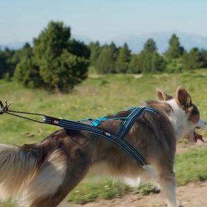 product/i/-/i-dog_i05b4xs_bleu_2.jpg