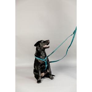 product/k/e/kentucky_42642-71-2_3.jpg