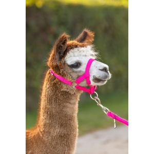 product/k/e/kerbl_27184_pink_2.jpg