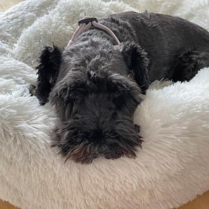 product/n/o/nobby-pet_62812_1.jpg