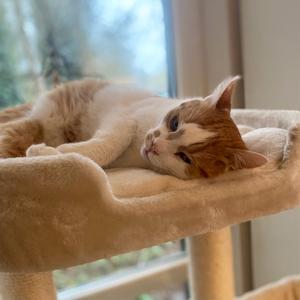 product/n/o/nobby-pet_63769-92_1.jpg