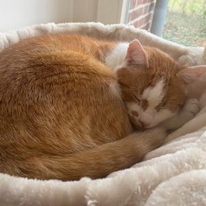 product/n/o/nobby-pet_63769-92_2.jpg